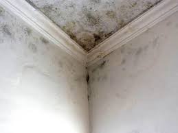 Environmental Consulting for Mold Prevention in Blytheville, AR